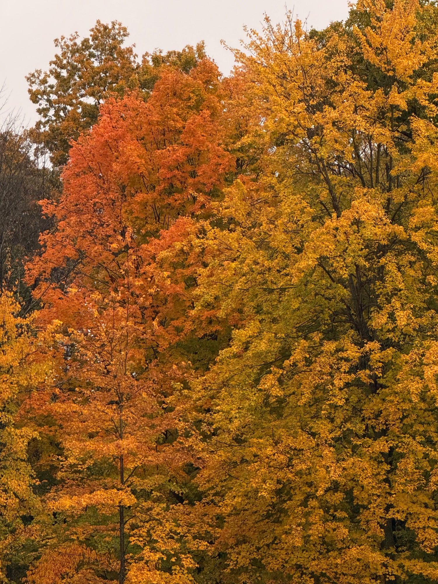 Golden Leaf Collection